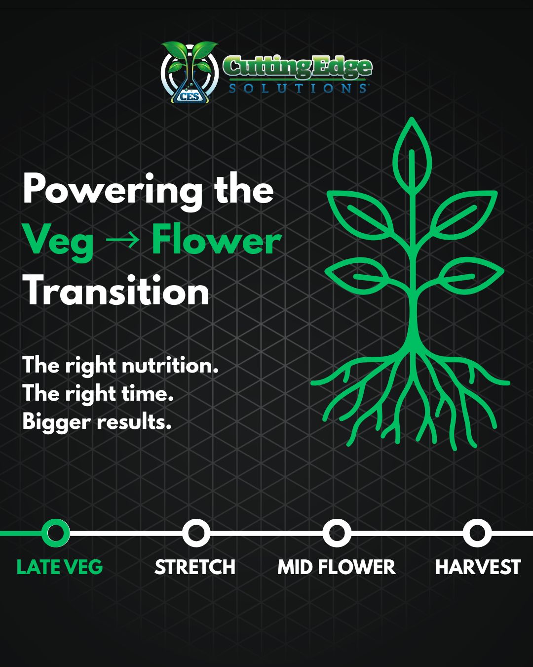 Collection of Powering the Veg to Flower Transition in a gallery layout