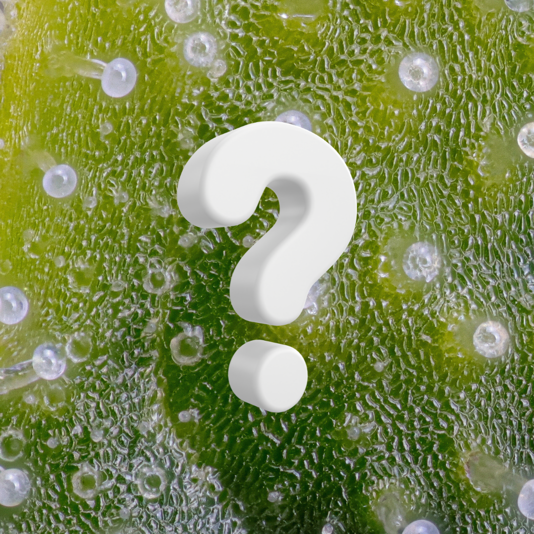 Collection of  in a gallery layout