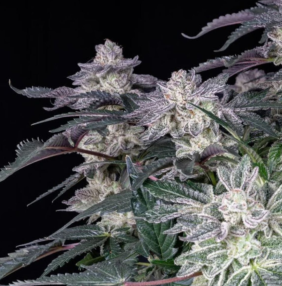 Collection of  in a gallery layout